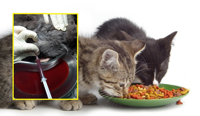 Sebab Elakkan Makanan Warna-Warni Untuk Kucing
