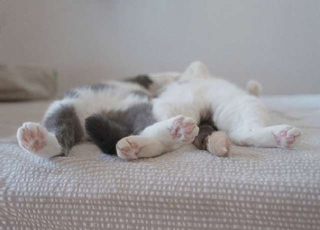 34 Foto Ini Buktikan Yang Kucing Boleh Tidur Di Mana-Mana Saja