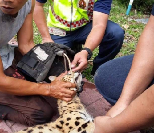 Aliff Syukri Bingung Kucing Harga RM 50,000 Hilang